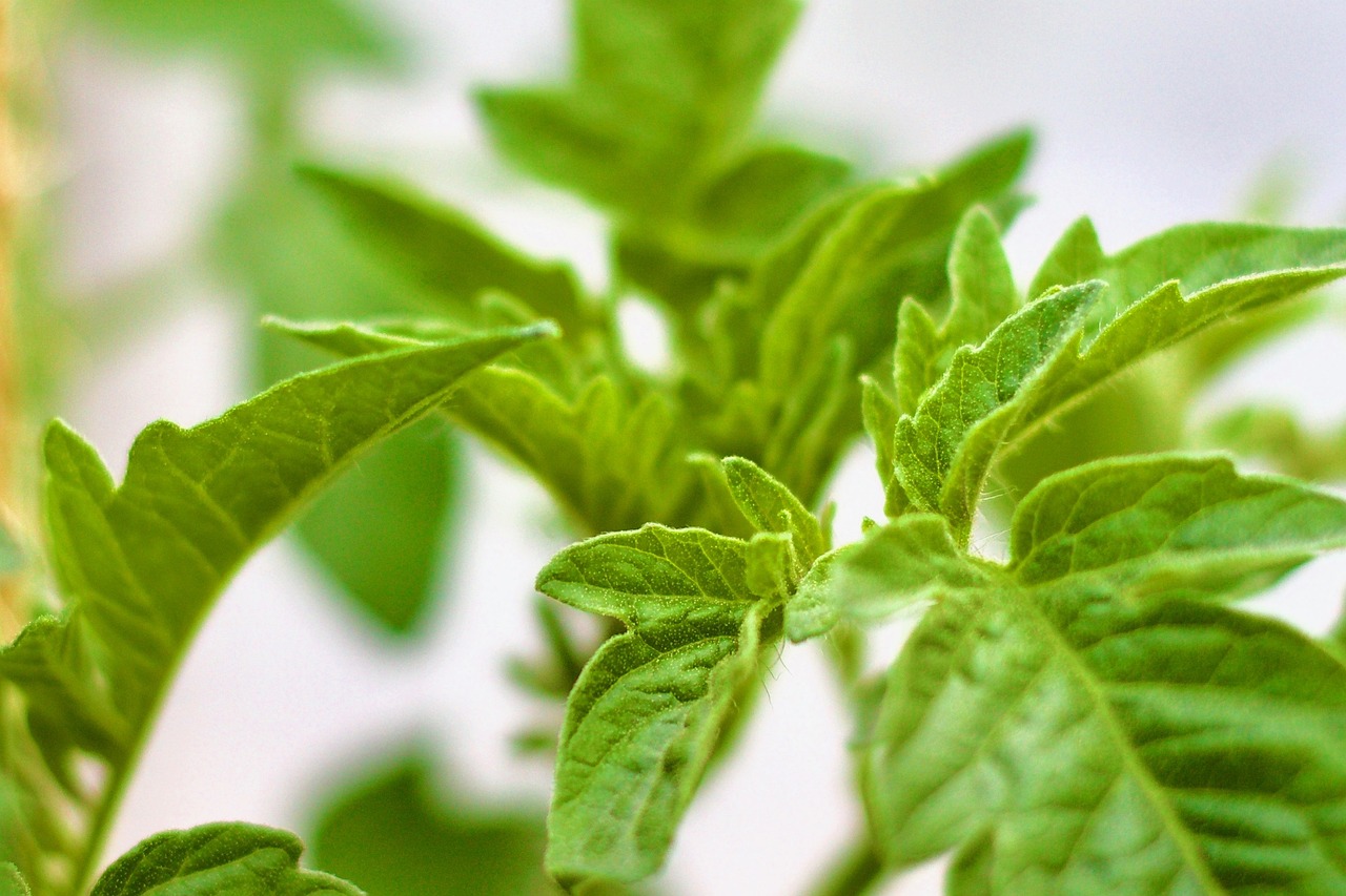 Top 5 Tips for Growing Healthy Tomatoes